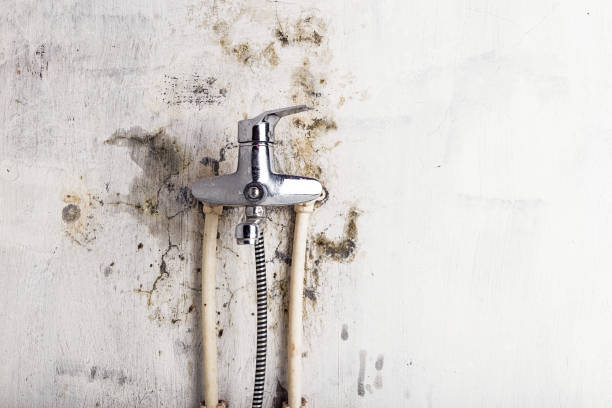 Best Commercial Mold Remediation in Riverton, IL