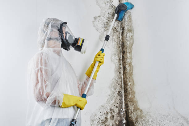 Best Post-Flood Mold Remediation in Riverton, IL