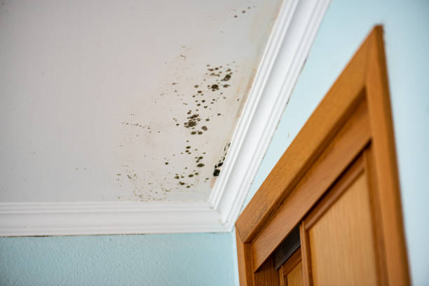Best Basement Mold Remediation in Riverton, IL