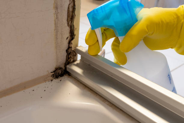 Best White Mold Remediation in Riverton, IL