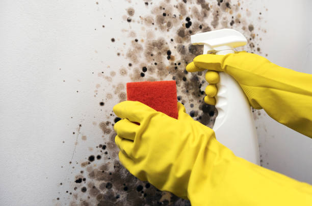 Best Localized Mold Remediation (e.g., coastal areas, humid climates) in Riverton, IL