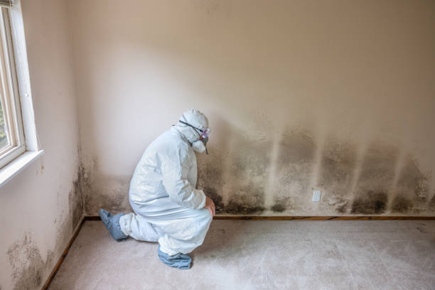 Best Emergency Mold Remediation in Riverton, IL