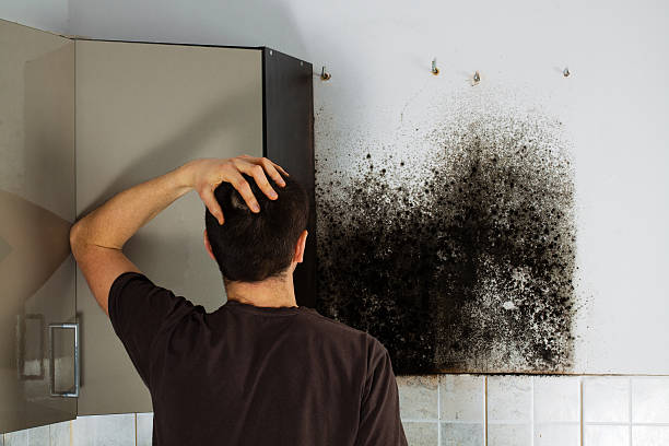 Best Health and Safety Mold Remediation in Riverton, IL