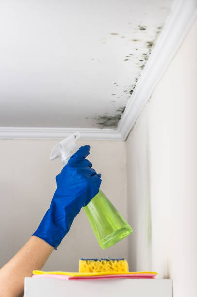 Best Kitchen Mold Remediation in Riverton, IL